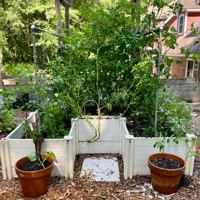 Keyhole garden with tomato vines