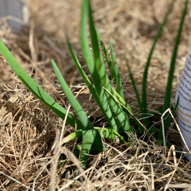 Onions with straw mulch in a vegetable garden