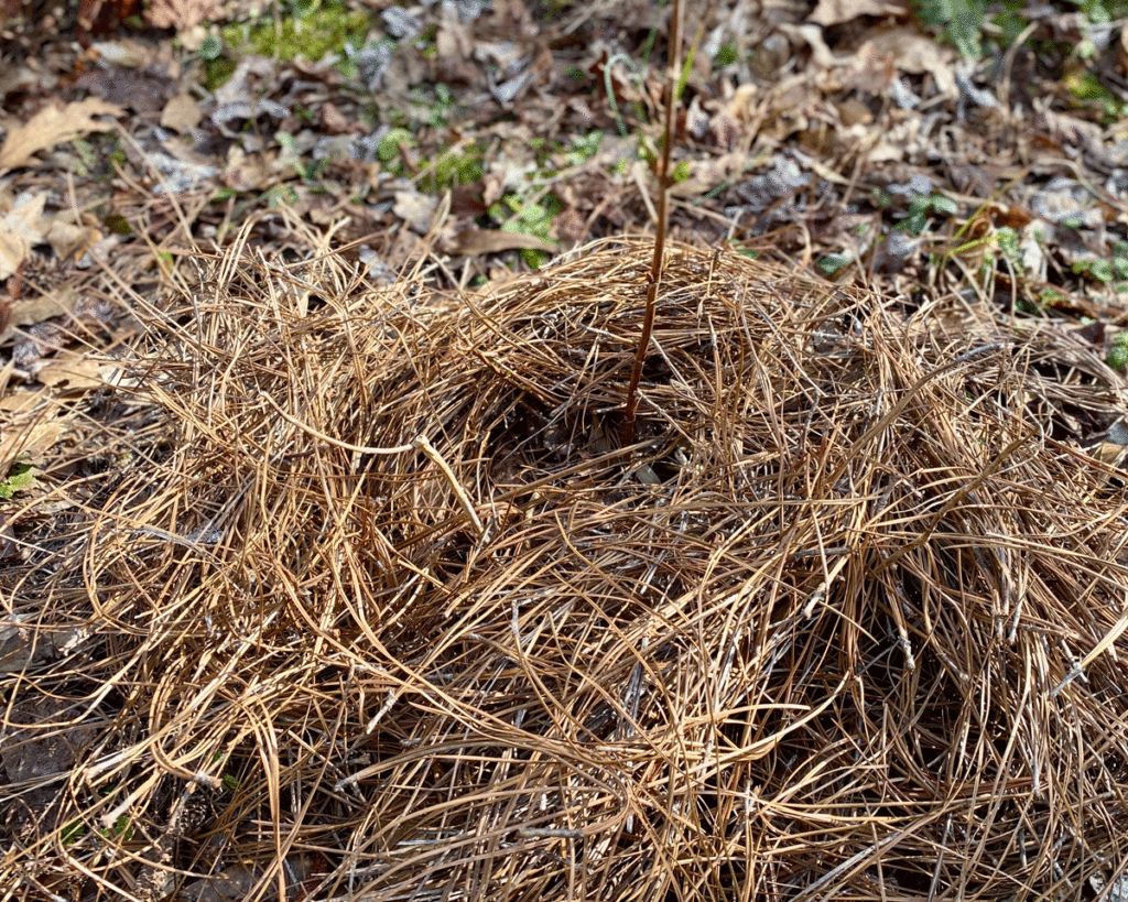 Hydrangea plant surrounded by pine straw