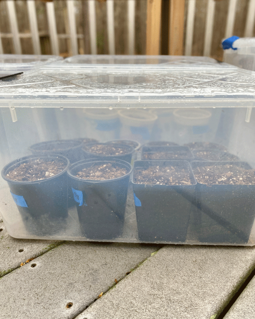 Bin with pots for winter sowing