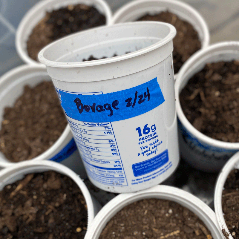 Yogurt container labelled borage with soil and seeds for winter sowing method