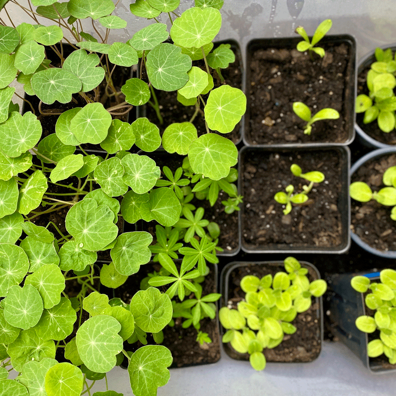 Nasturtium and lupine seedlings and more in nursery pots