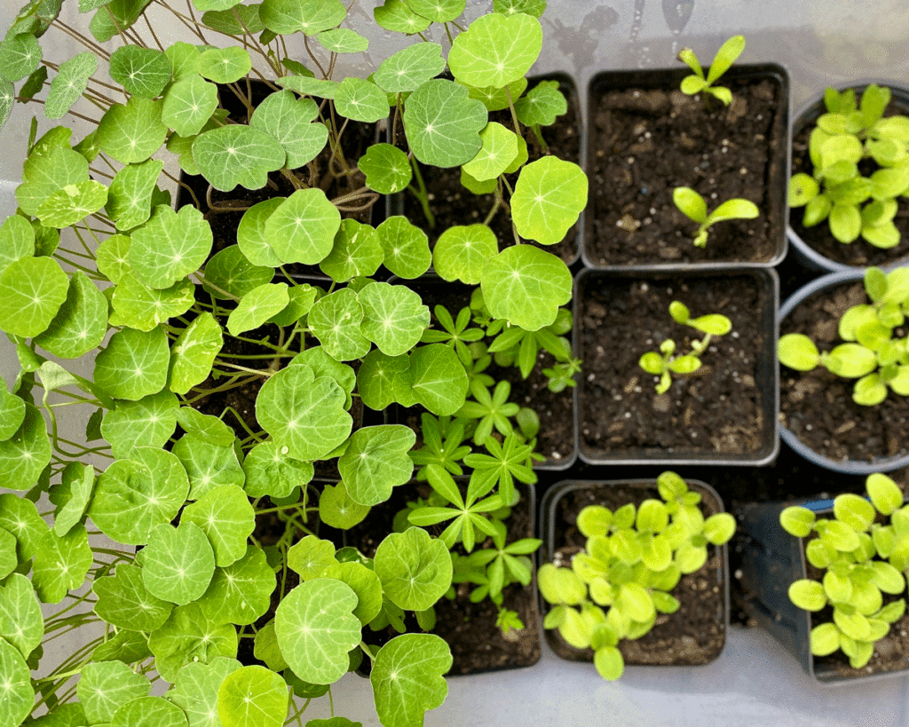 Nasturtium seedlings in pots ready to be transplanted in the garden