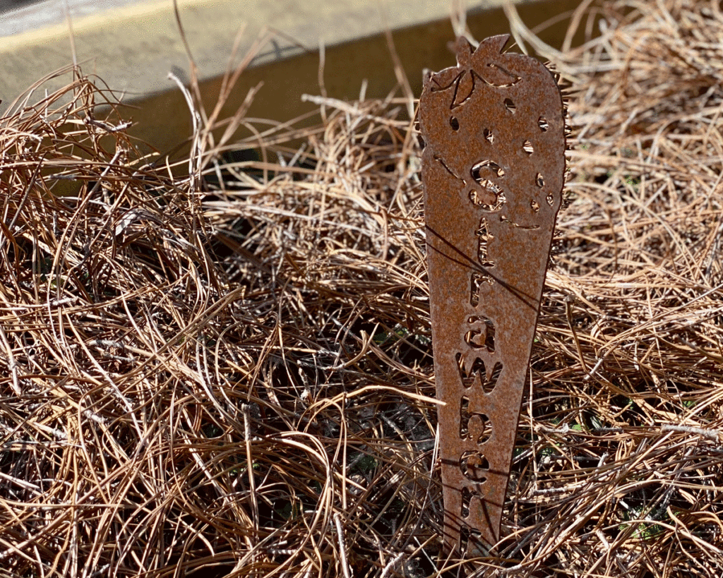 Pine straw in strawberry garden bed