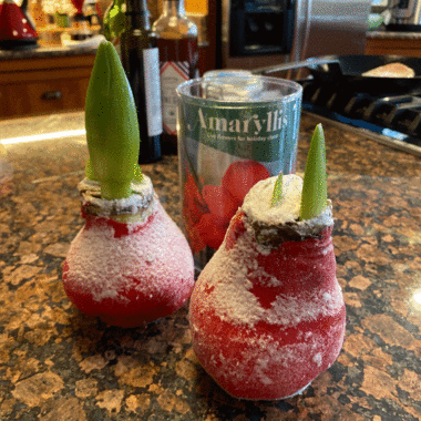 Waxed amaryllis bulbs placed on a counter in a bright room