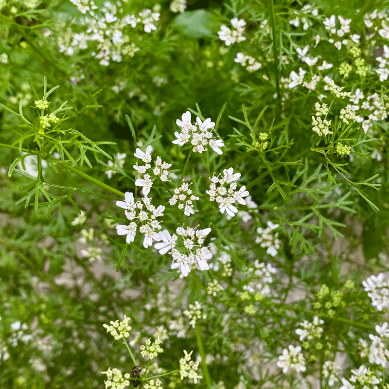 Cilantro blooms in a garden