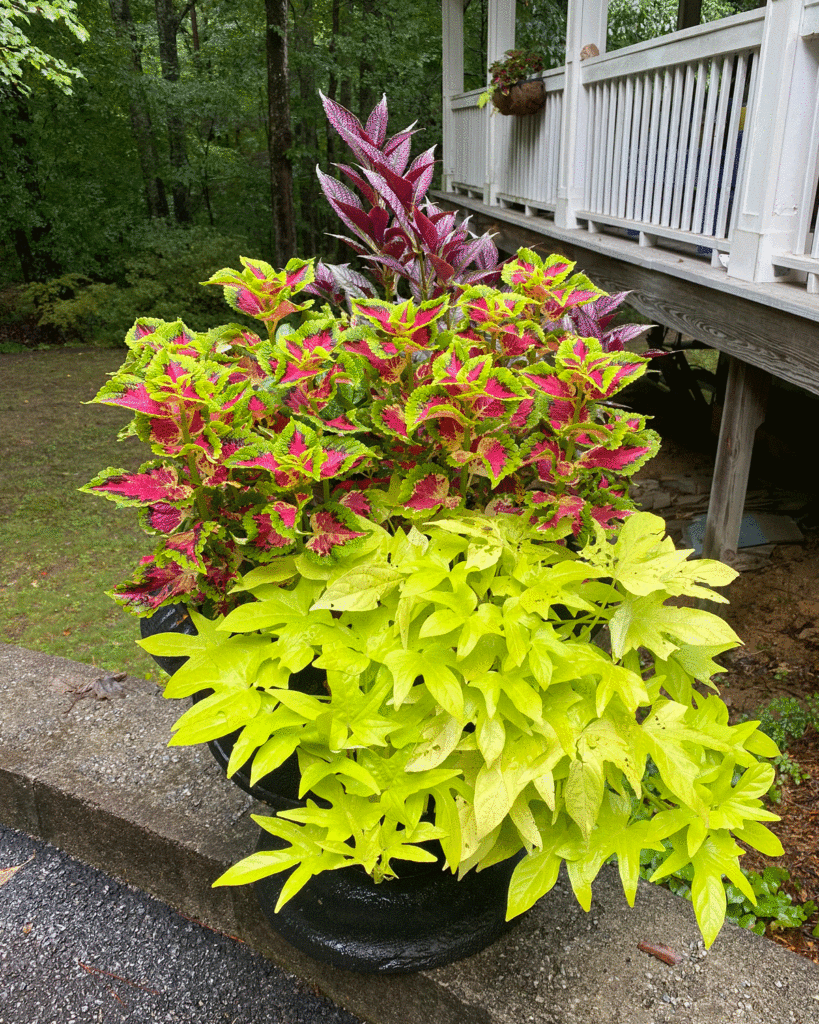 Planter with Persian shield, coleus and sweet potato vine