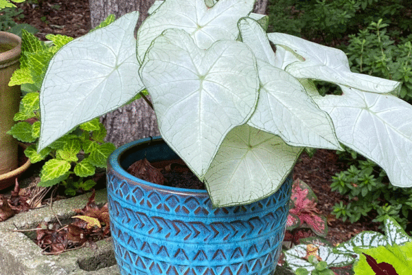 White caladium in a blue pot in a garden