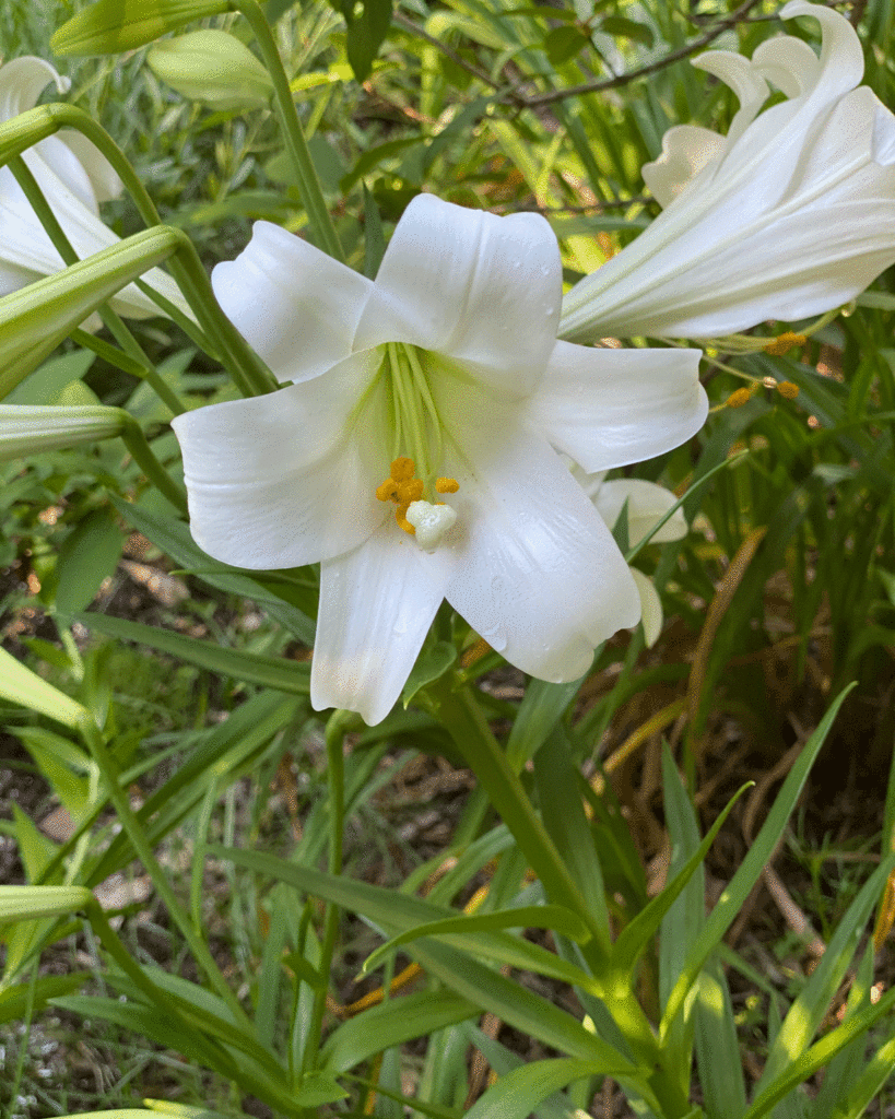 White Easter lily bloom in a garden
