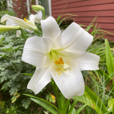 White Easter lily growing in a garden