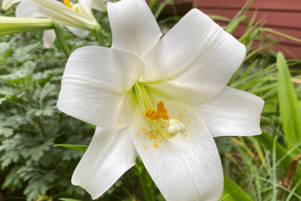 White Easter lily growing in a garden