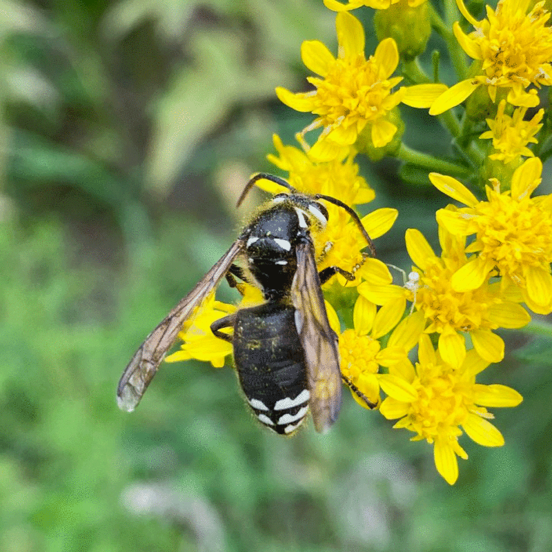 Bald faced hornet on yellow flowers in a garden