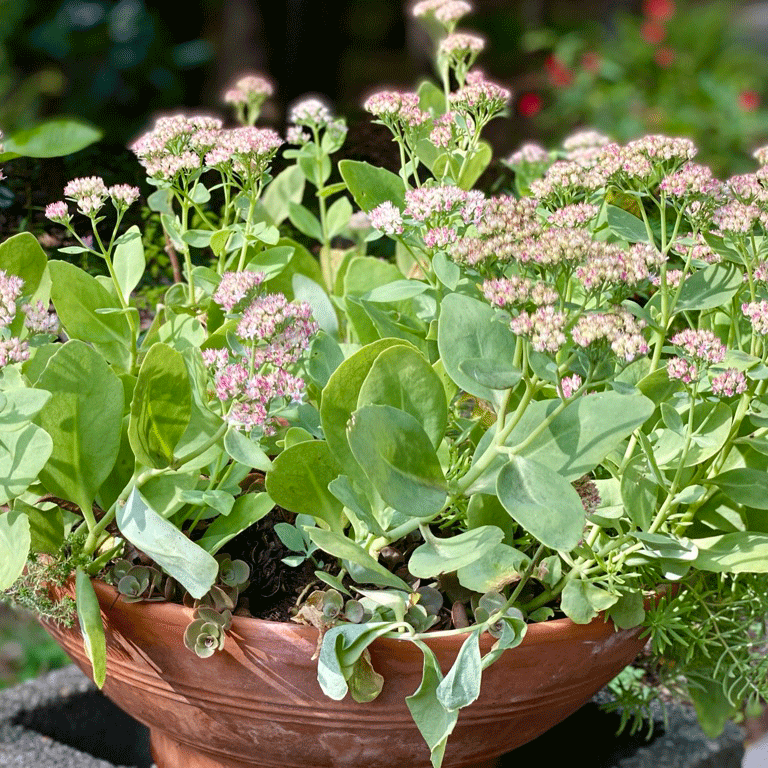 Sedum stems in a terra cotta planter