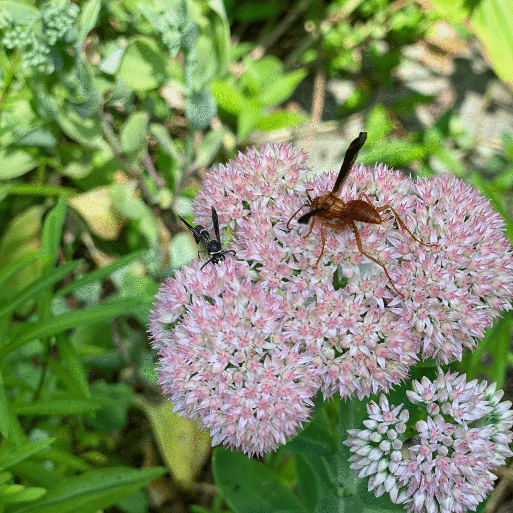 A potter wasp and a red paper wasp nectar on an Autumn Joy sedum flower