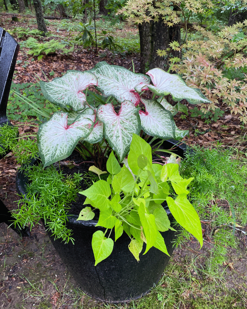 Caladiums, sweet potato vine and asparagus fern in a container