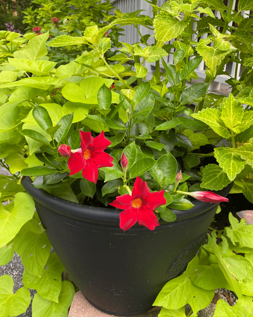 Red dipladenia blooms in a pot with sweet potato vine and coleus