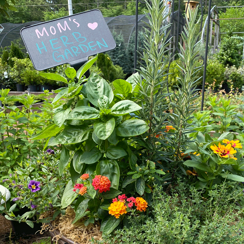 Herb garden planter with basil and herb sign in a rustic planter