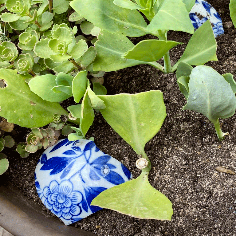 Autumn joy sedums stuck in soil with broken pottery