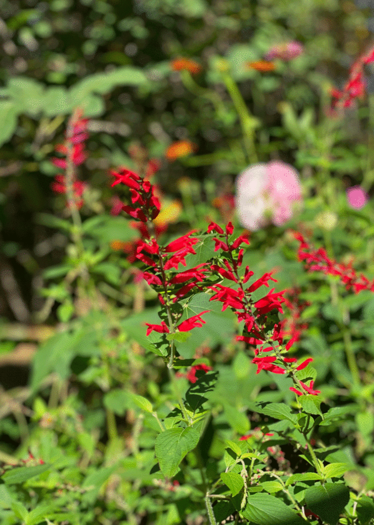 Red pineapple sage flowers growing in a garden