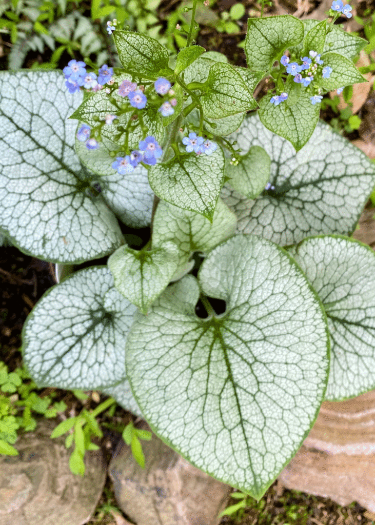 Brunnera "Queen of Hearts" with blue flowers in a garden