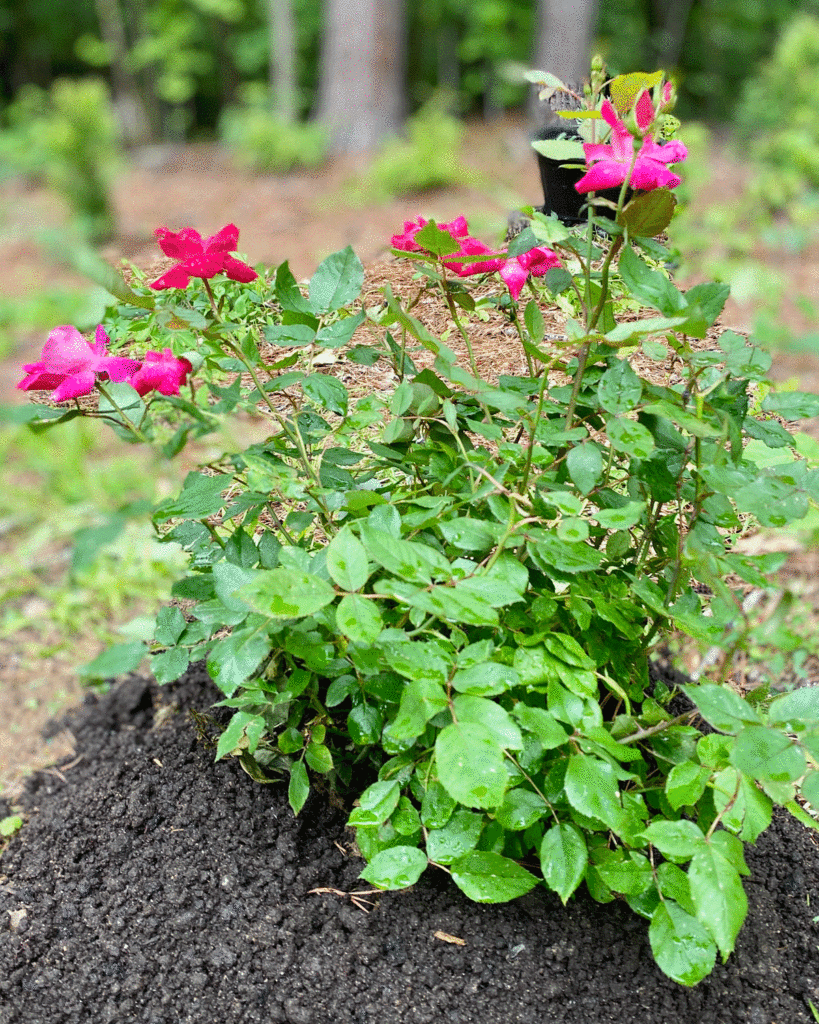 Knockout rose plant in a garden bed