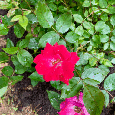 Red Knockout rose planted in garden