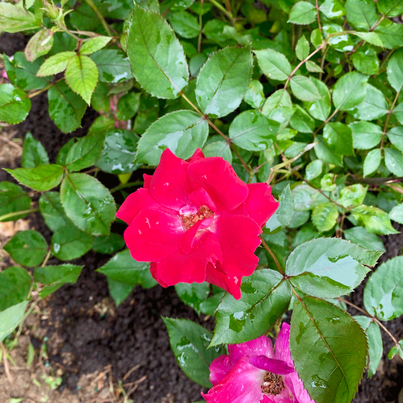 Red Knockout rose planted in garden
