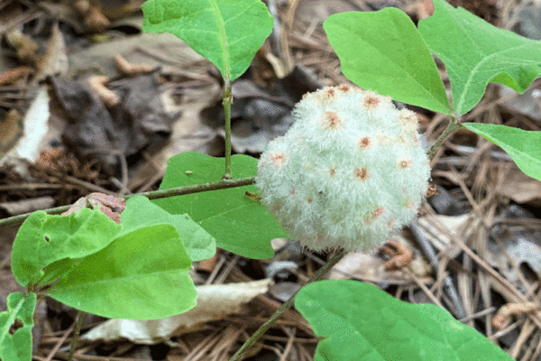 A round white wool sower gall on an oak stem