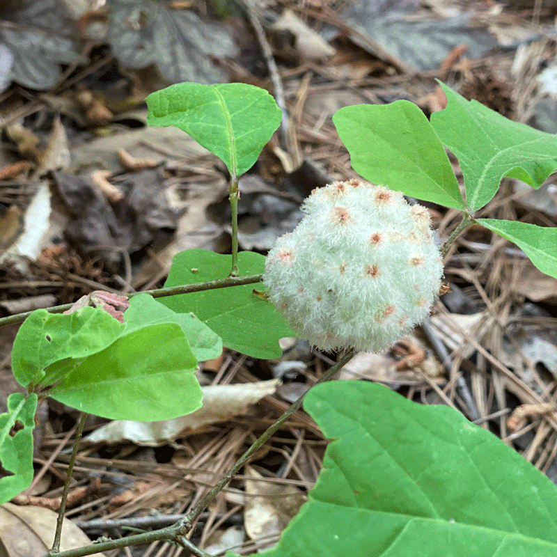 A round white wool sower gall on an oak stem