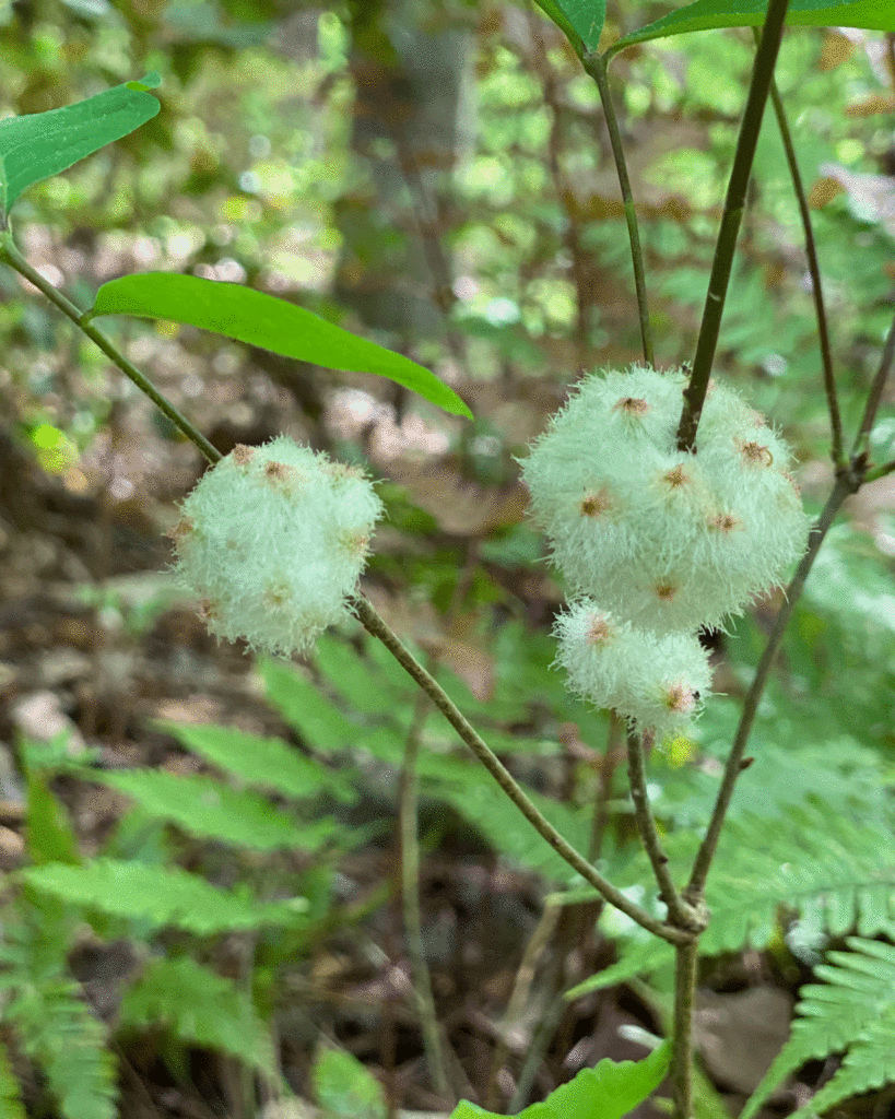 Oak sower galls on oak tree stems in a woodland garden