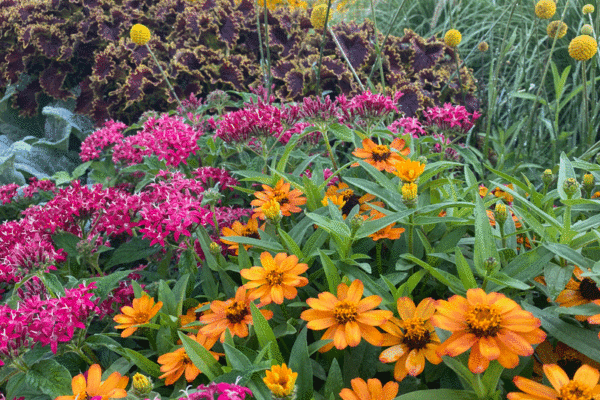 Flowers in a summer border