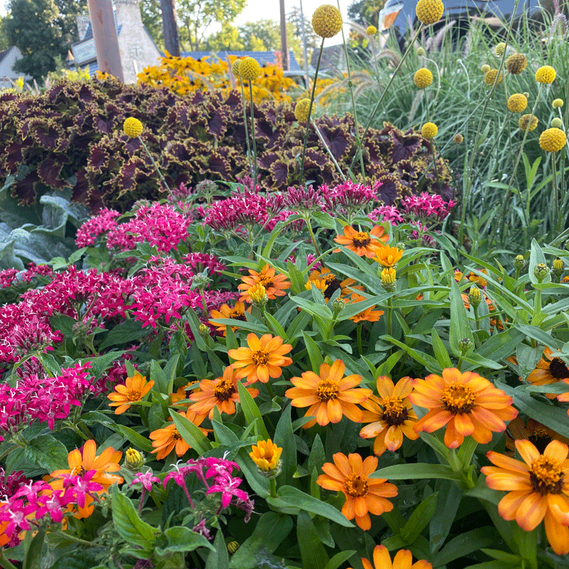 Flowers in a summer border