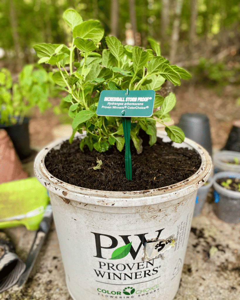 Incrediball hydrangea planted in a 5 gallon container