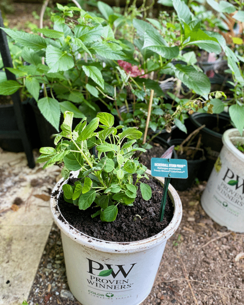 Hydrangea plant with other shrubs and perennials in pots by a potting bench