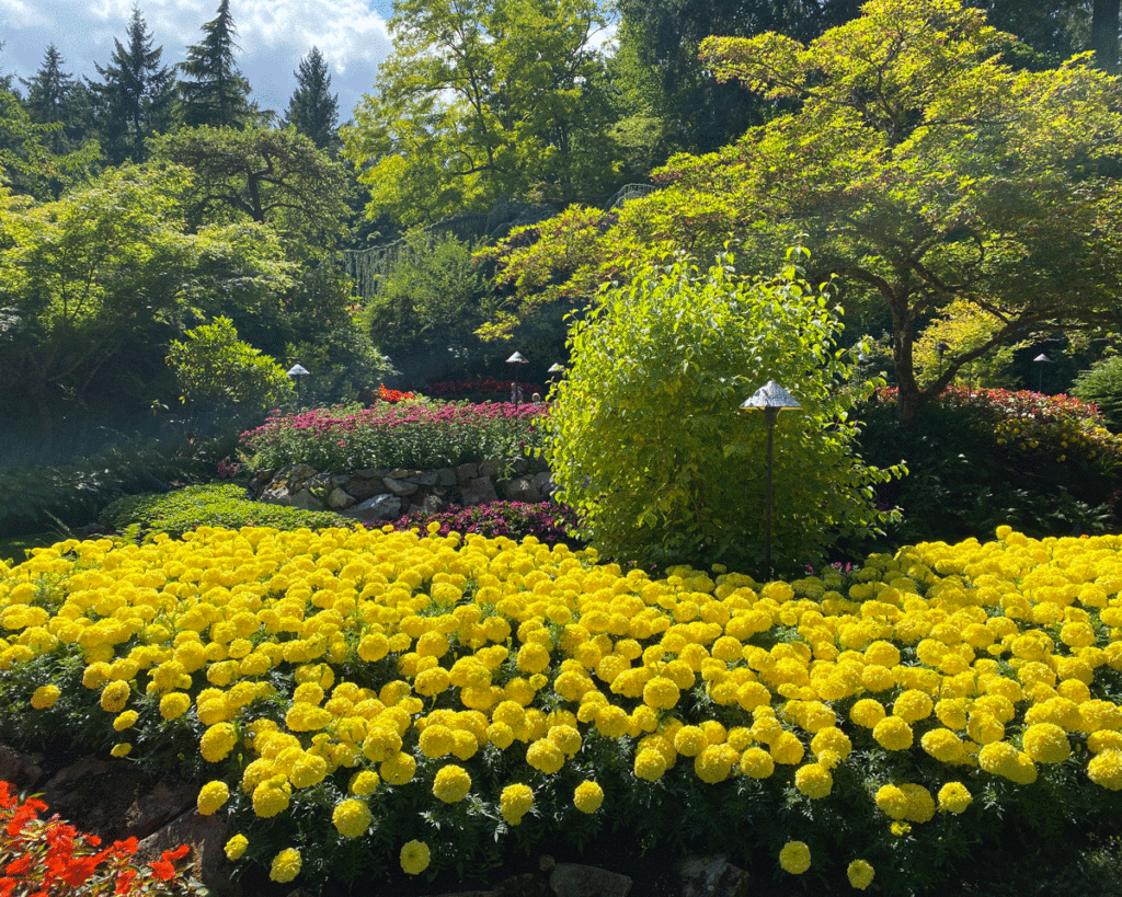 Mass planting of yellow annuals in a botanical garden