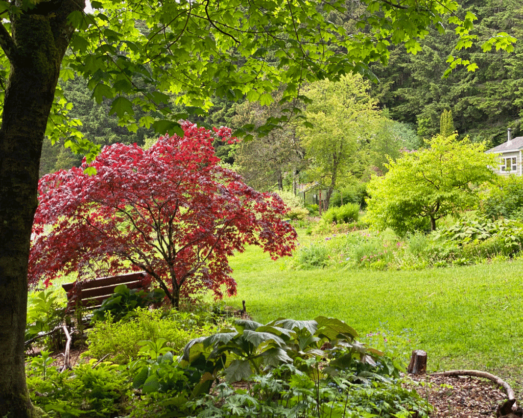 A red Japanese maple in by a bench under the shade of a larger tree, overlooking a garden
