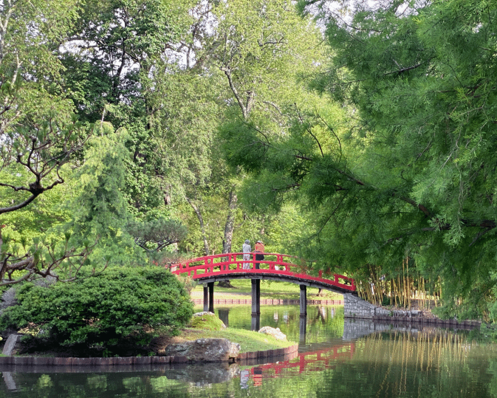View of red bridge over a pond in a garden