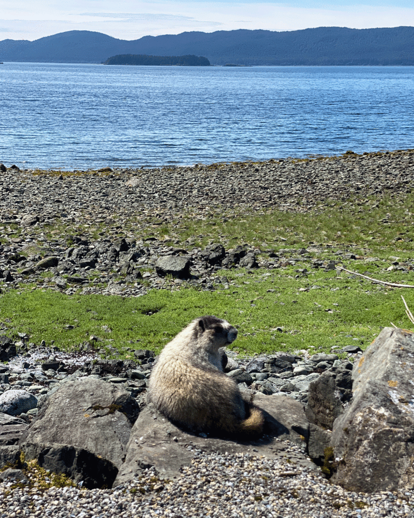 A marmot sunning on a rock at the Shrine of St. Therese in Juneau, Alaska