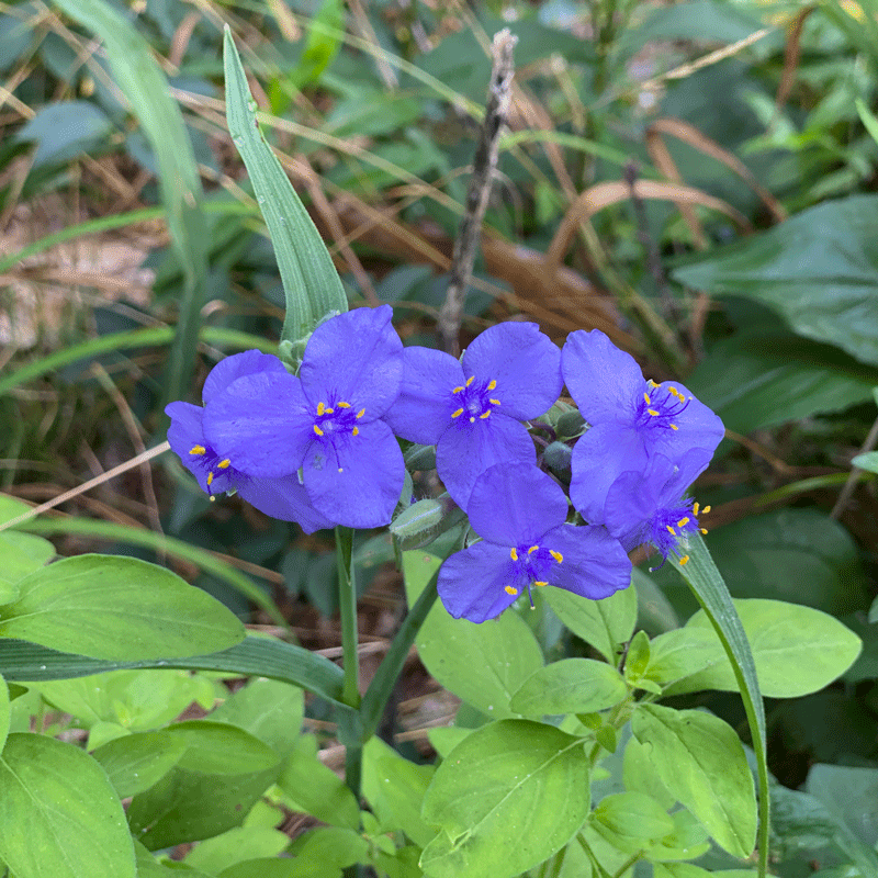 Purple Virginia spiderwort blooms in a garden