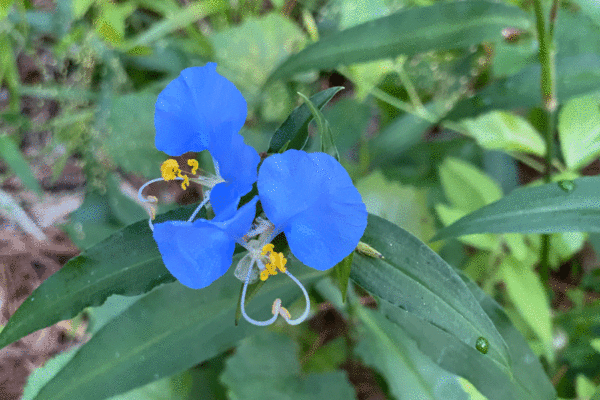 A white mouth dayflower bloom in a garden