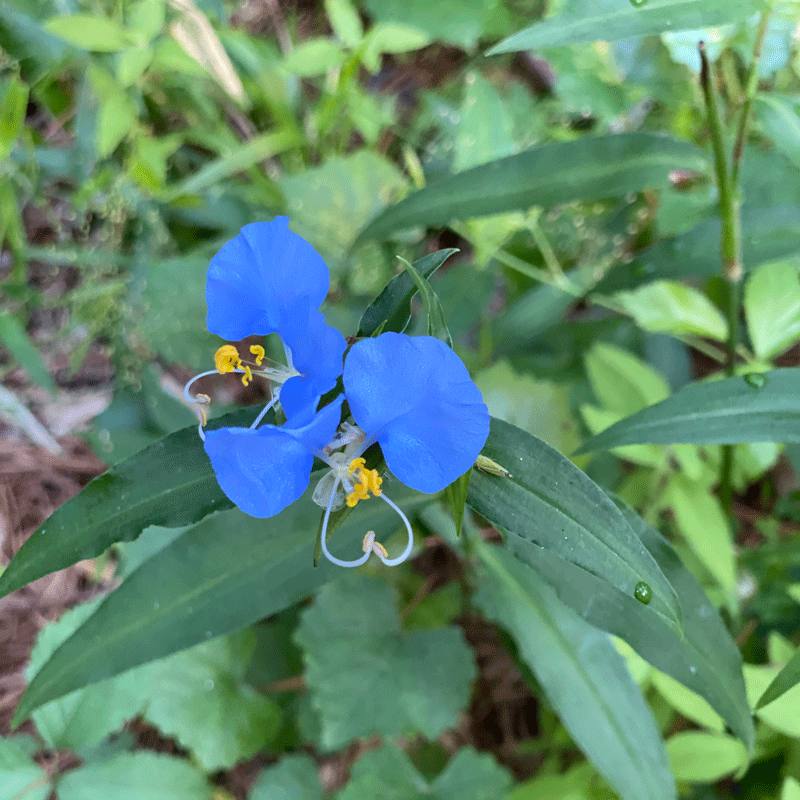 A white mouth dayflower bloom in a garden