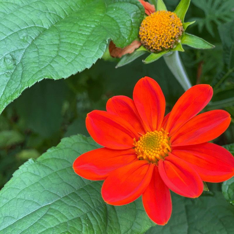 Orange tithonia blossom in a garden