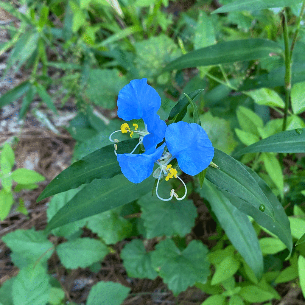 Blue flower in a woodland garden