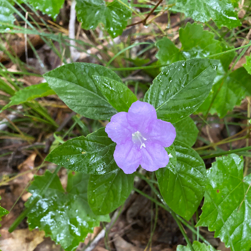 Pale purple bloom of native wild petunia in a woodland garden