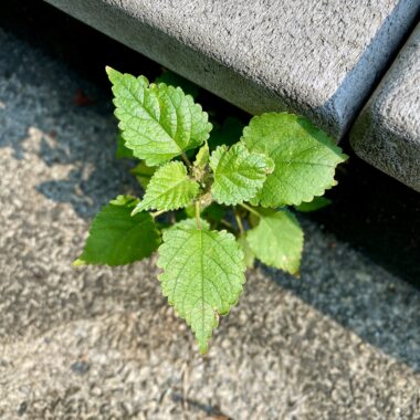 Weed growing in crack in sidewalk