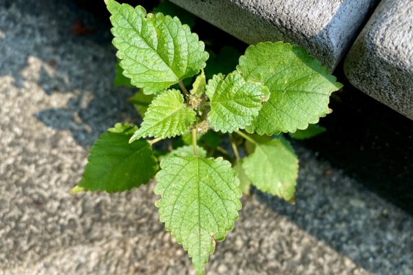Weed growing in crack in sidewalk