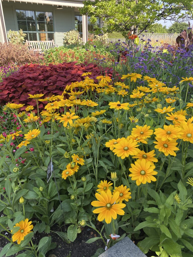 Yellow flowers blooming in a perennial bed at a garden entrance