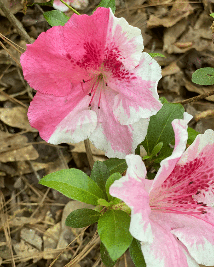 Pink and white azaleas in a garden