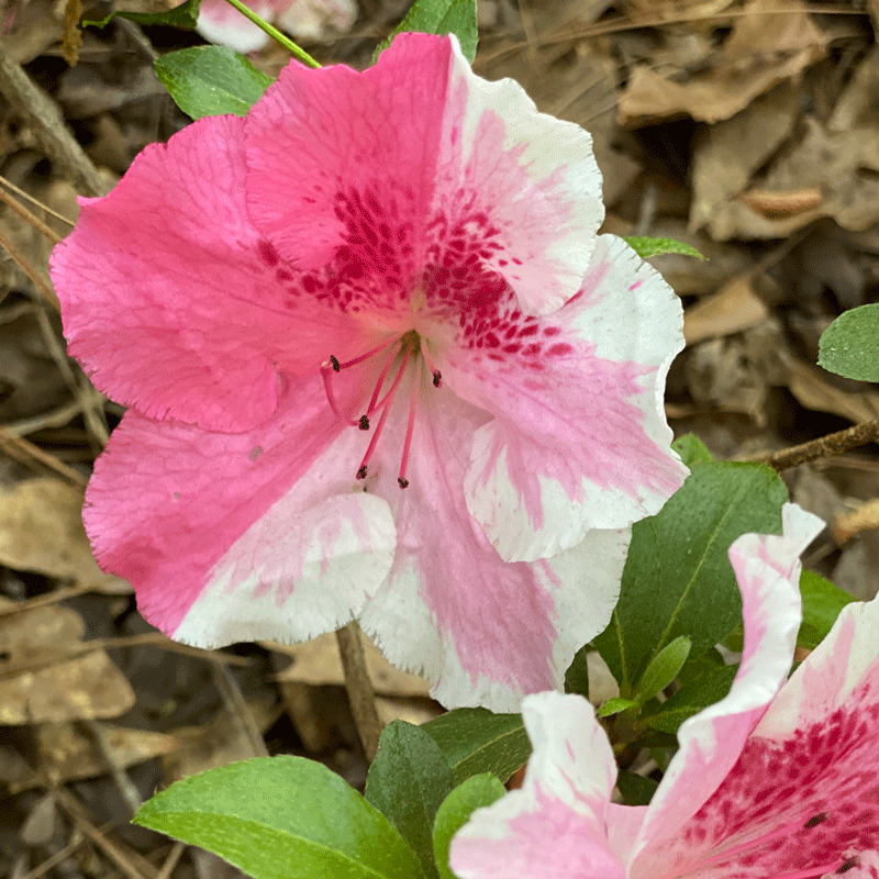 A pink and white azalea bloom in a woodland garden