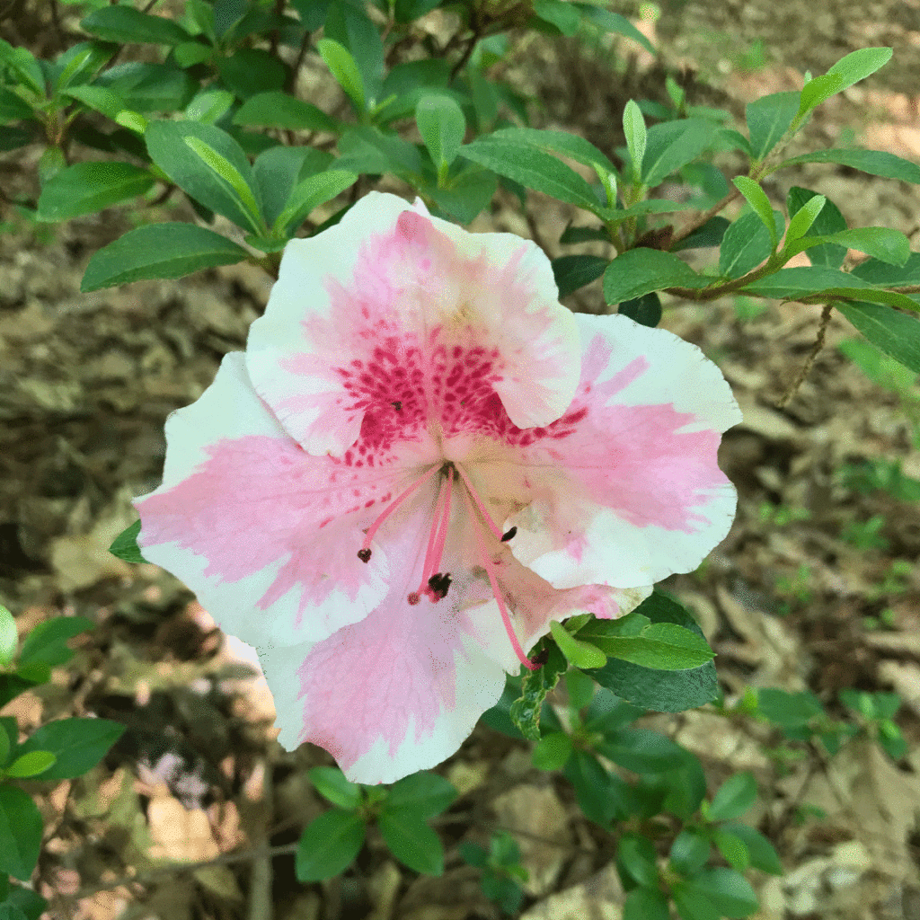 Pink and white azalea bloom